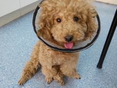 -顺强宠物诊所·狂犬免疫·夜诊·骨科(嘉定店)