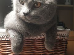-喜多萌中农锦绣动物医院24H·猫科·牙科MRI·CT