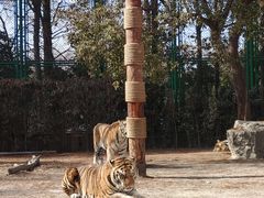 -上海野生动物园老虎餐厅