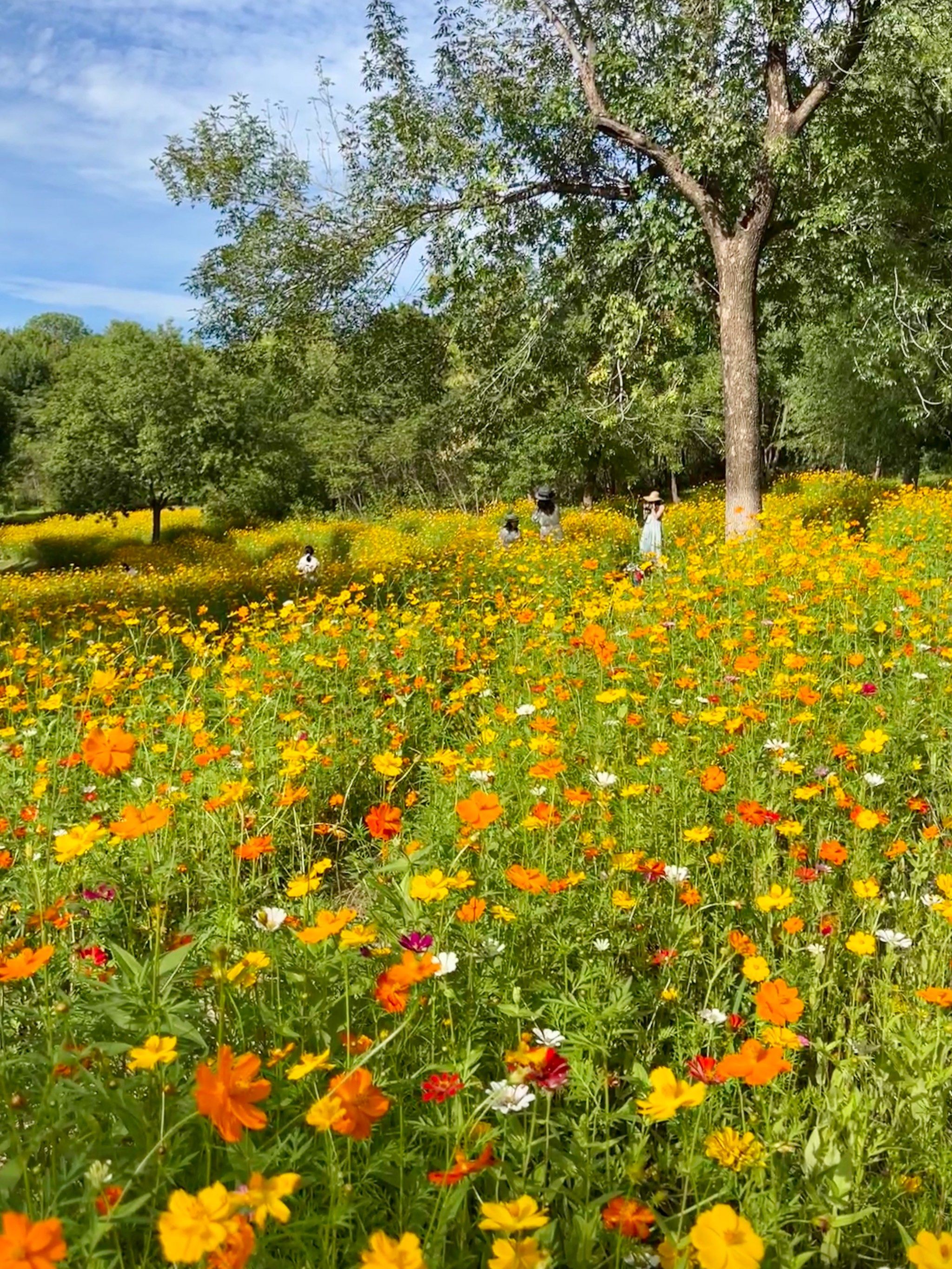 5北京奥森!黄波斯菊花海实况!