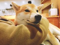 -柴务处·柴犬主题狗咖