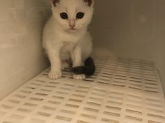 -lincat·猫舍(广州店)