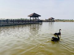 -南大港湿地风景区