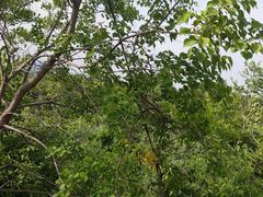 -栾川竹海野生动物园