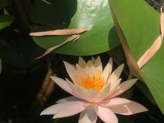 -放鹰台遗址
