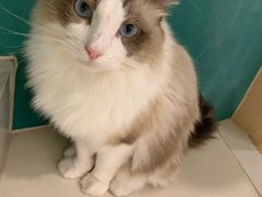 -飞行喵MR PILOT|猫舍·猫咖(静安大融城店)