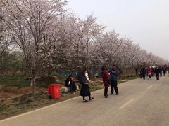 -天王浮山樱花园