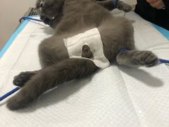-灵美宠物诊所