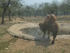 android_upload_pic-西安秦岭野生动物园