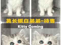 -小猫来了·猫舍(红山六九七九店)