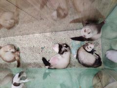 -藦茜花园宠物主题亲子互动体验馆(国顺东路店)