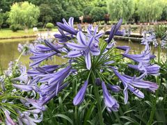 -上海鲜花港