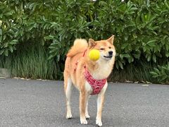 -佳雯宠物医院·皮肤科·内外科(春晓路分院)