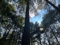 -重庆睡佛山森林公园
