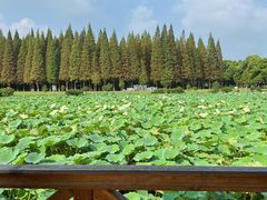 -宜兴龙背山森林公园