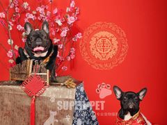 -超宠爱宠物摄影-Super pet