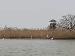 -盐城丹顶鹤湿地生态旅游区
