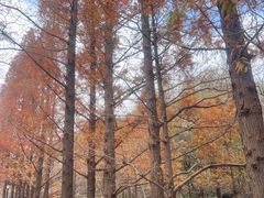 -白水寺森林公园