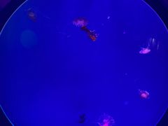 -海合安青岛极地海洋公园