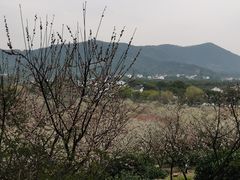 -香雪海