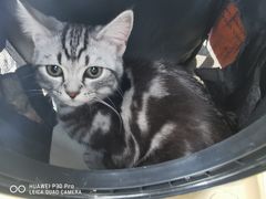 -喜多萌中农锦绣动物医院24H·猫科·牙科MRI·CT