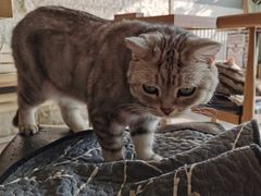 -平行世界·猫咖(首经贸店)