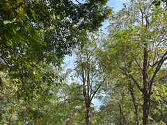 -阳台山自然风景区