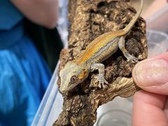 -酷以爬仙阁实体爬宠店·守宫·蜥蜴·专业繁育