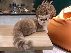 -飞行喵MR PILOT|猫舍·猫咖(静安大融城店)