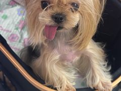 -FAELING PETS美天灵宠物(富力广场店)
