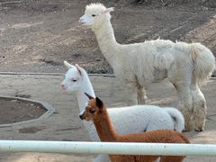 -沈阳森林动物园