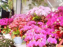 -溪岸路花鸟市场