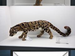 -成都大熊猫繁育研究基地