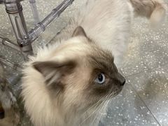 -共舞时光猫咖·狗咖(新街口店)