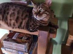 -猫猫幼稚园·撸猫·桌游·电玩