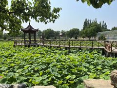 -稻香湖公园