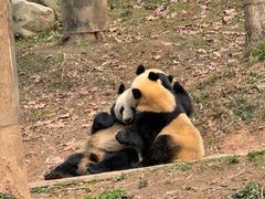 -都江堰中华大熊猫苑