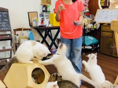 -楼上猫咖(罗湖店)