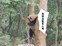 -成都大熊猫繁育研究基地