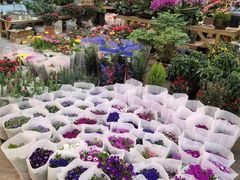 -双季花艺园艺市场(浦东店)