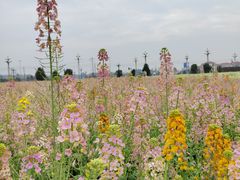 -中国天府农业博览园