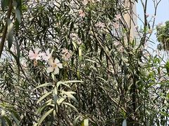 -正佳雨林生态植物园