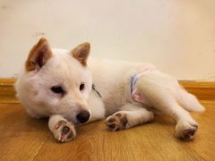 -柴犬小屋·柴餐厅·狗咖食堂(金鼎广场店)