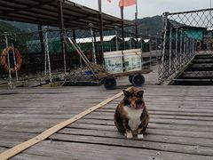 -南丫岛