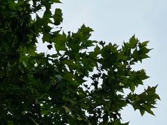 -重庆市江北嘴中央商务区中央公园