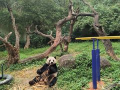 -广州长隆野生动物世界