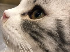 -飞行喵MR PILOT|猫舍·猫咖(静安大融城店)