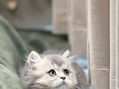 -欣宠猫屋·矮脚拿破仑·蓝金金渐层