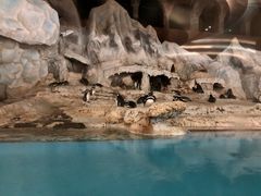 -帝企鹅自助餐厅•儿童岛•真企鹅(长隆企鹅酒店)