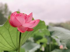 -陈家山荷花公园